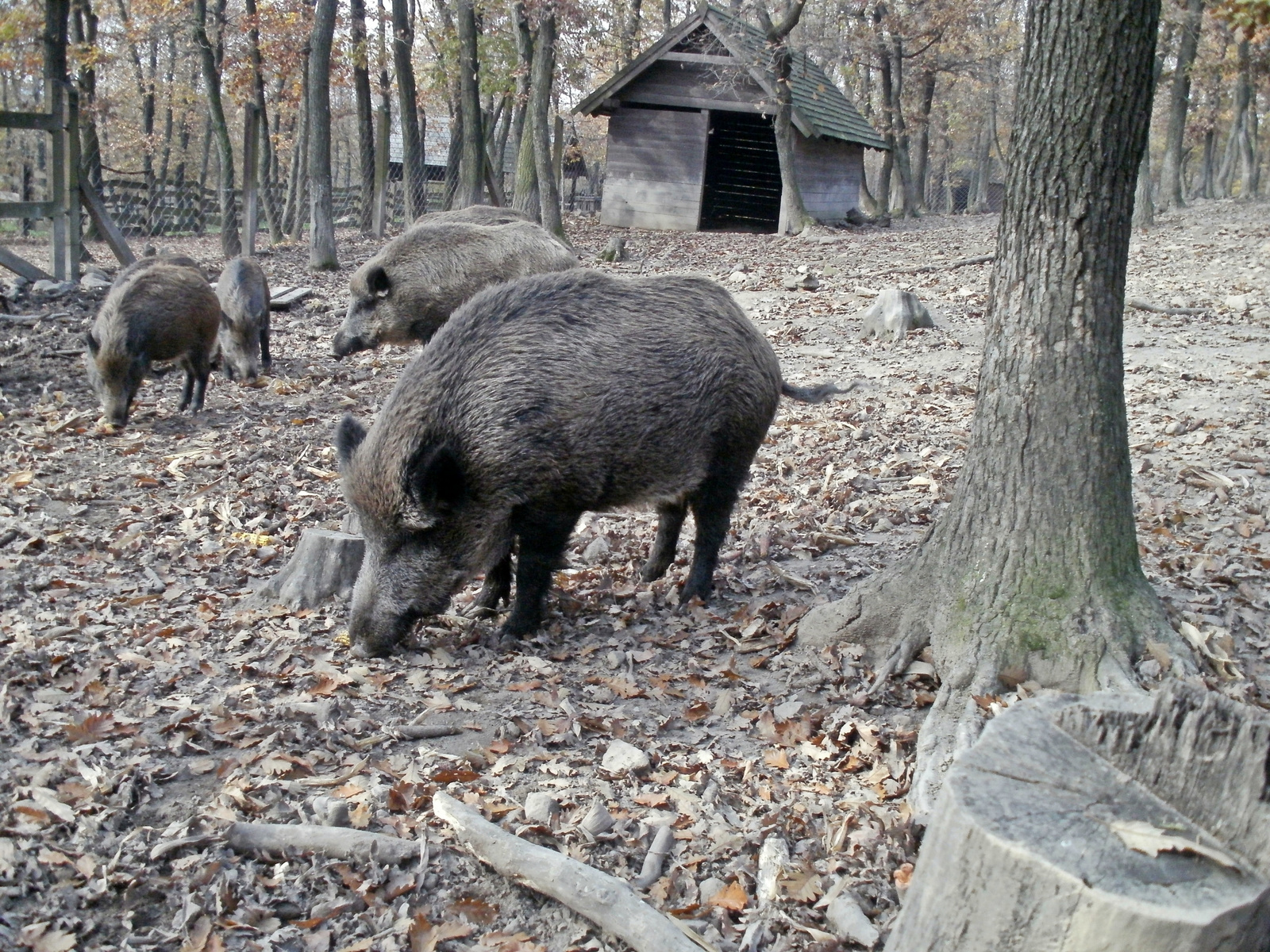 Budakeszi-Vadaspark 021