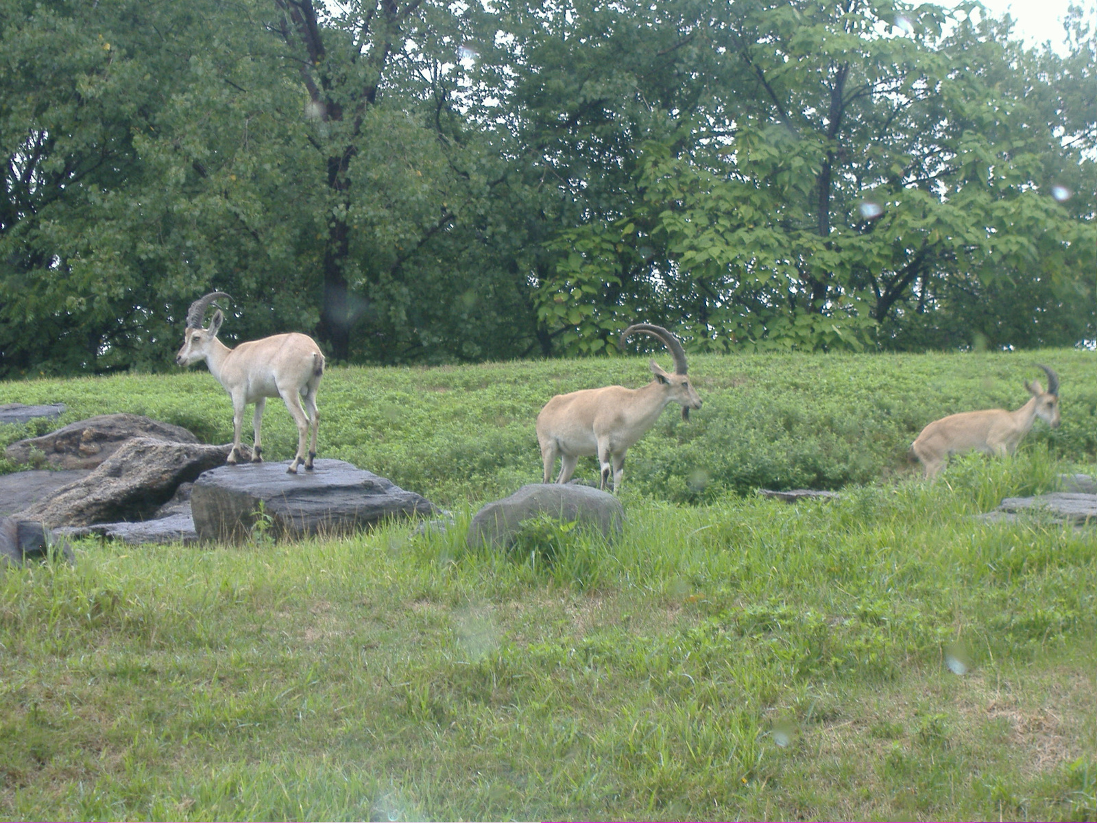 bronx zoo (44)