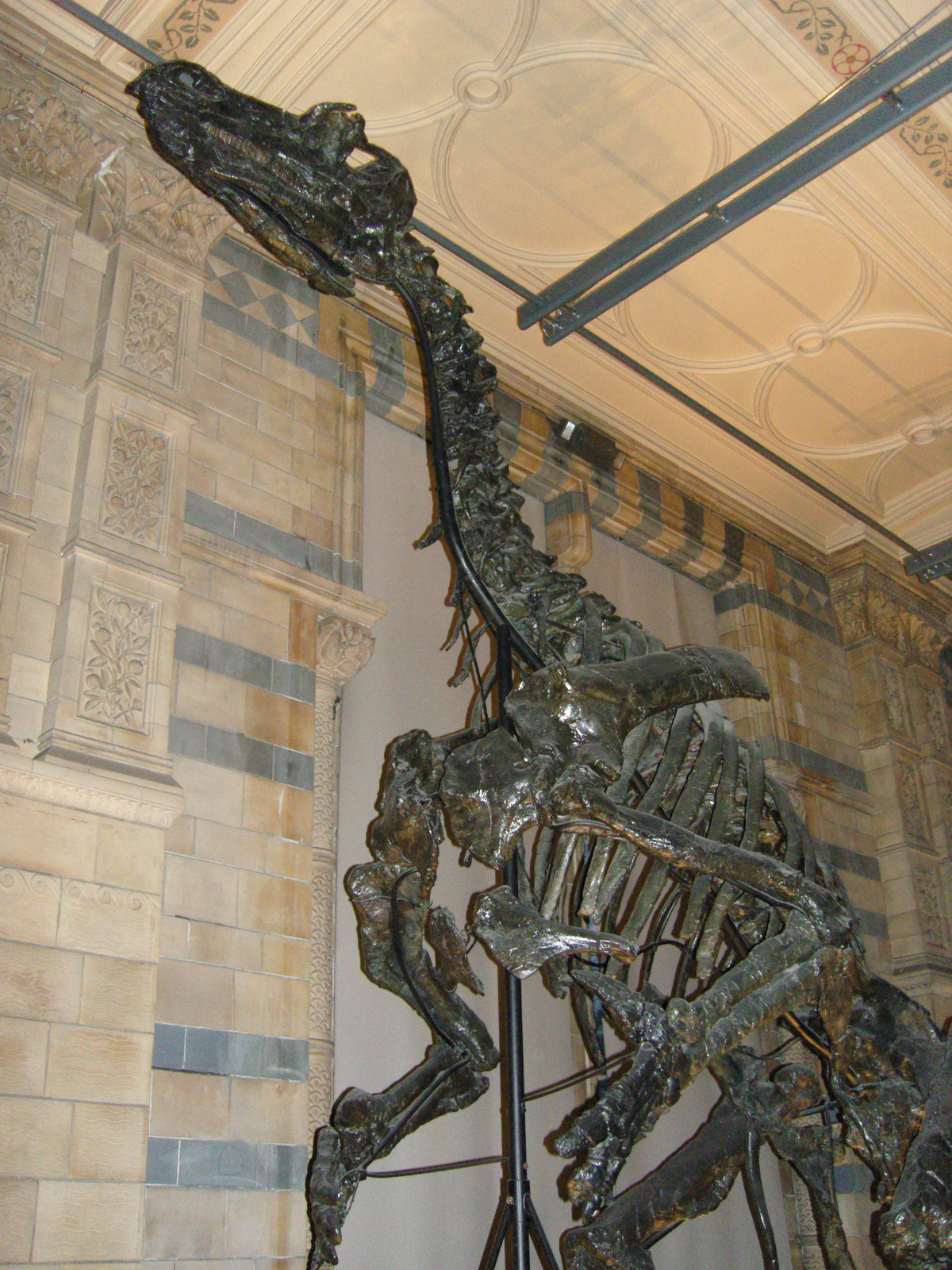 Natural History Museum