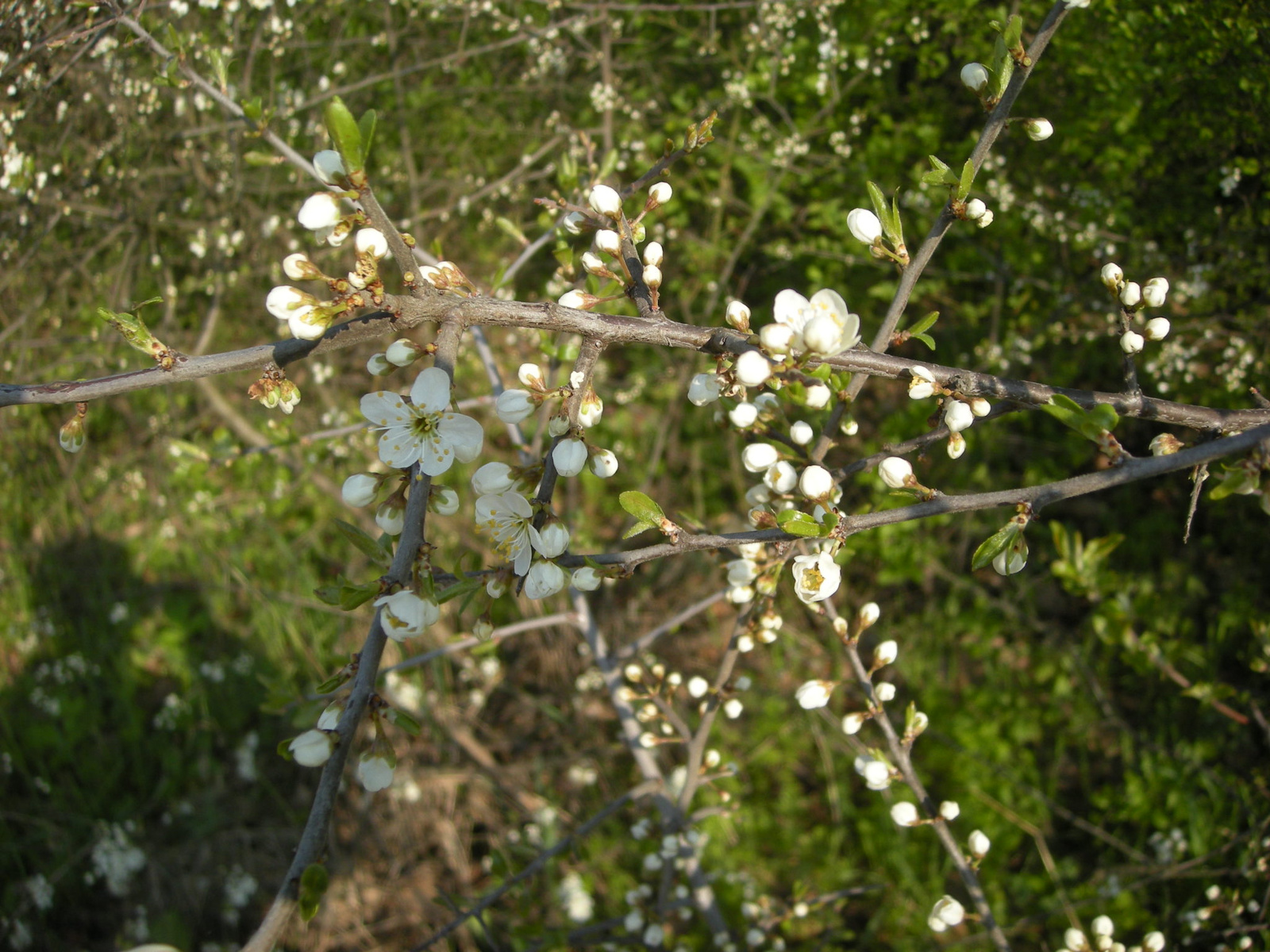 07 - Kökény (fehér virág, tövis, ősszel terem)