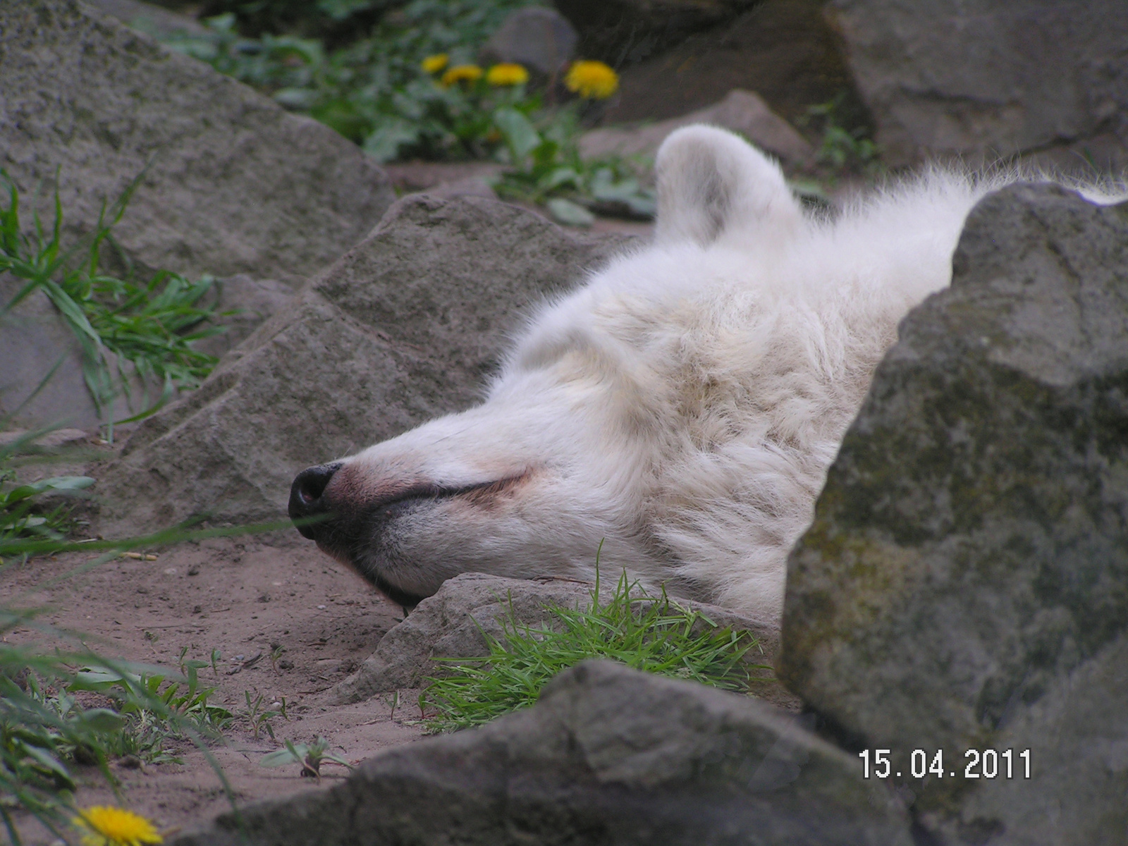 És a fehér farkas csak alszik
