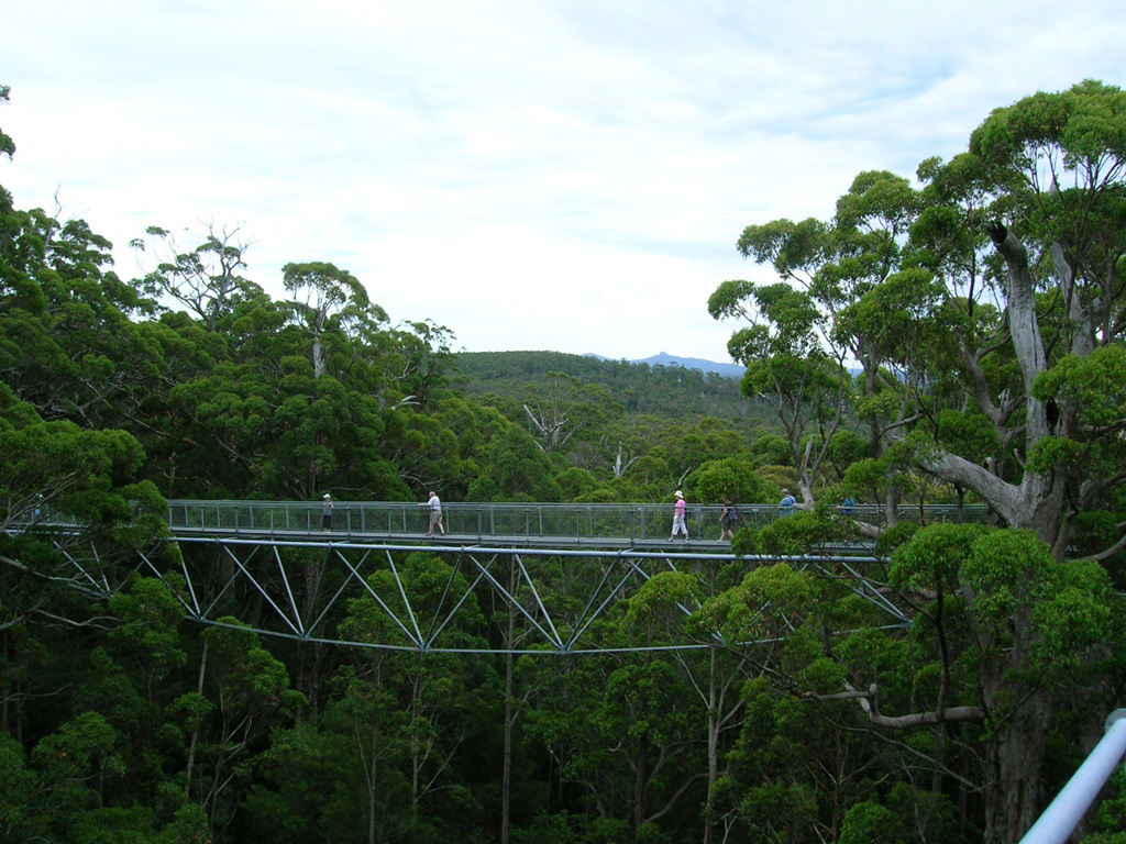 Tree Top Walk