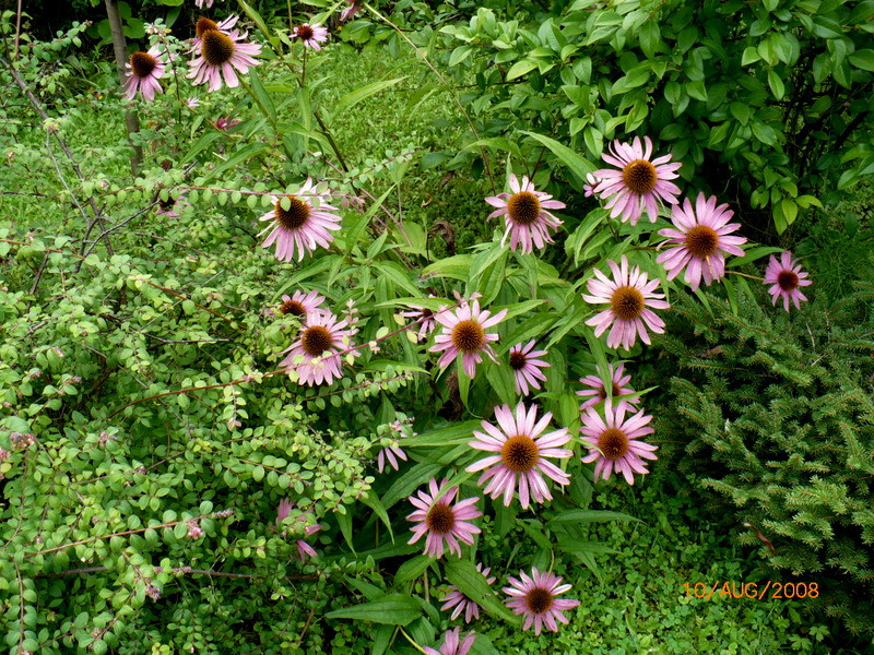 Echinacea