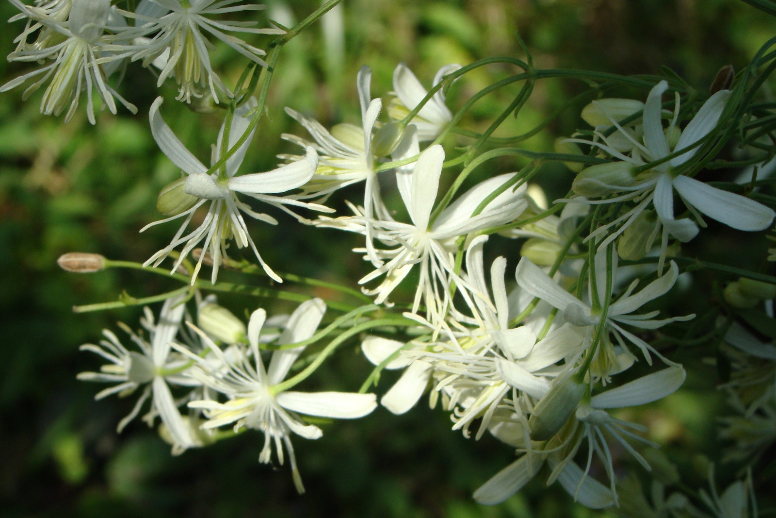 Clematis