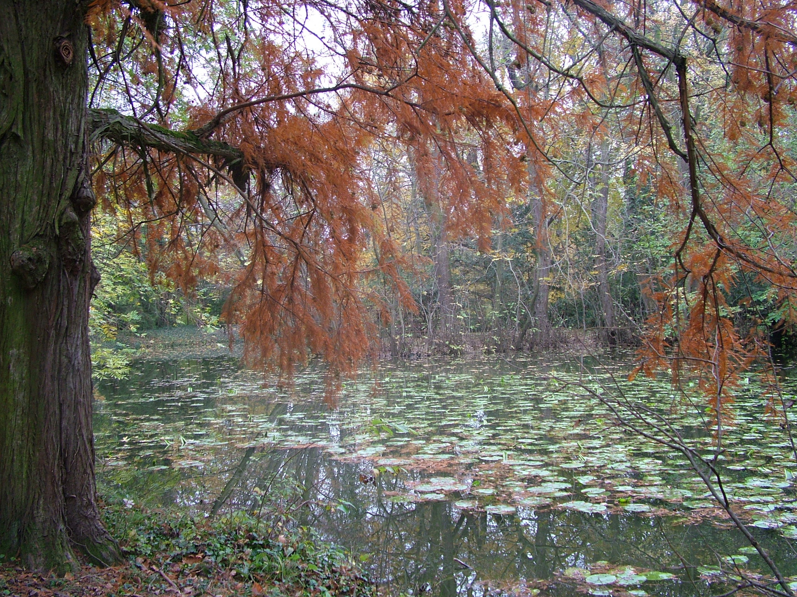 égő falevél