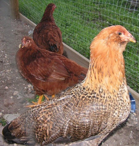 Araucana