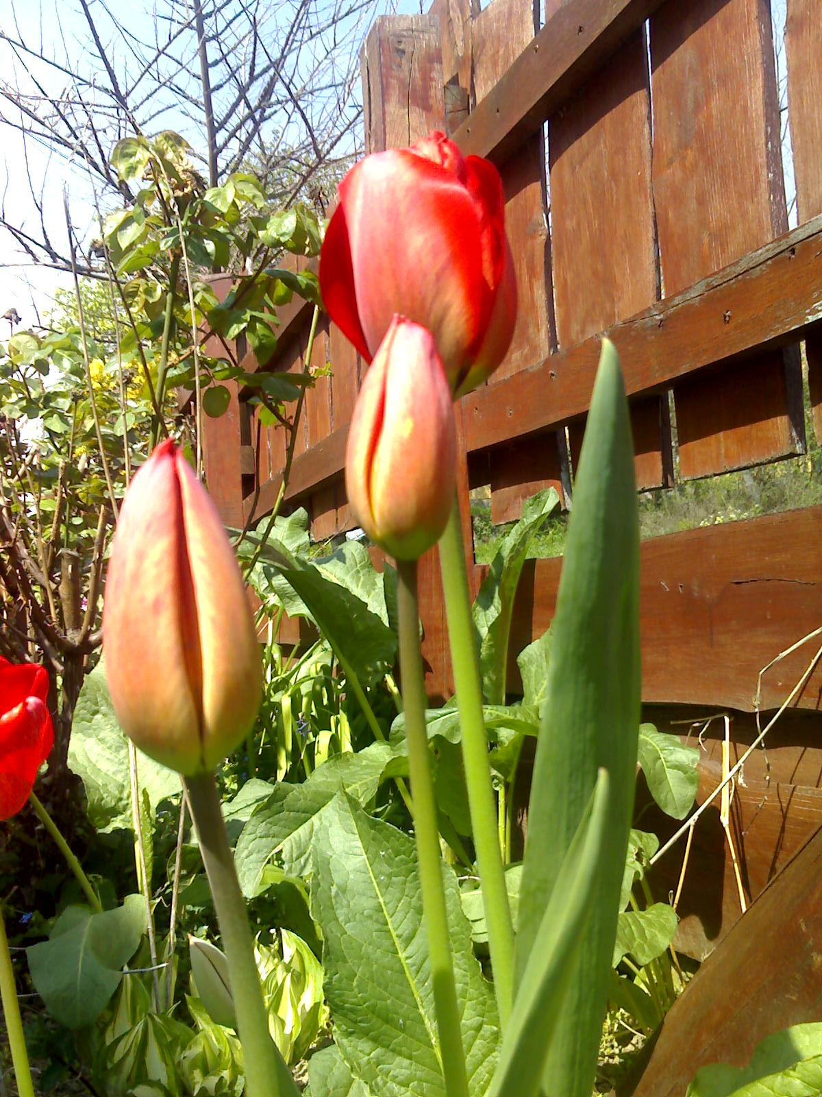 Tulipánok a bejárat mellett
