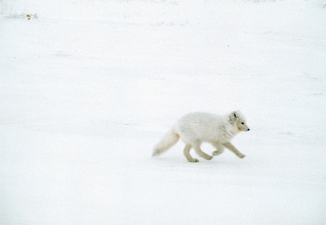 arctic-fox-leap-202265-ga