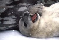 Weddell seal1 thumb