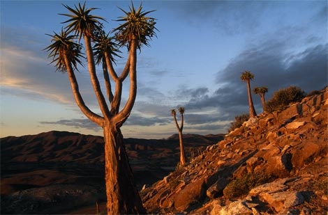 quiver-trees-south-africa-505183-ga