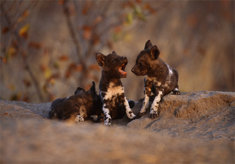 wild-dog-pups-botswana-522085-ga