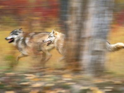 normal Gray Wolves on the Run