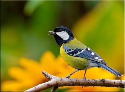 normal Green-backed Tit