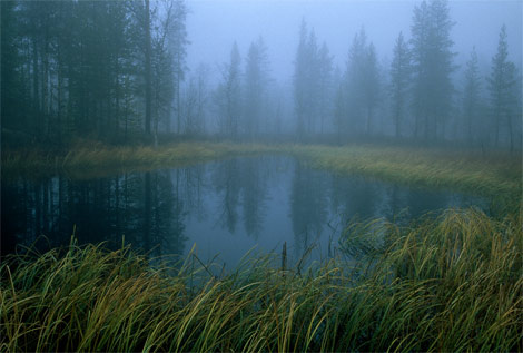 boreal-forest-arctic-circle-701234-ga