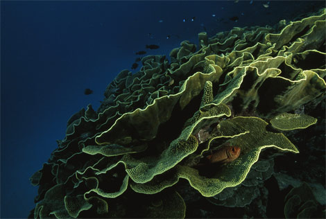 cabbage-coral-fiji-963688-ga