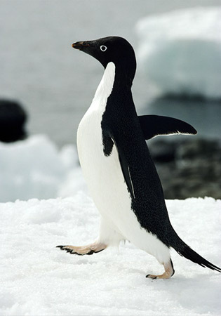 adelie-penguin