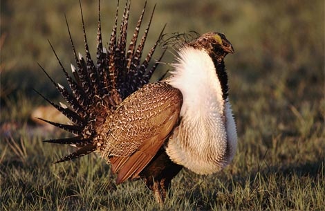 sage-grouse-271380-ga