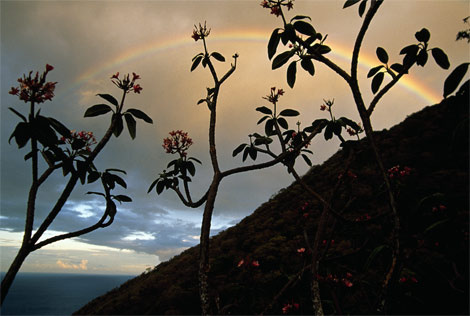 blooming-trees-Dominica-90466-ga