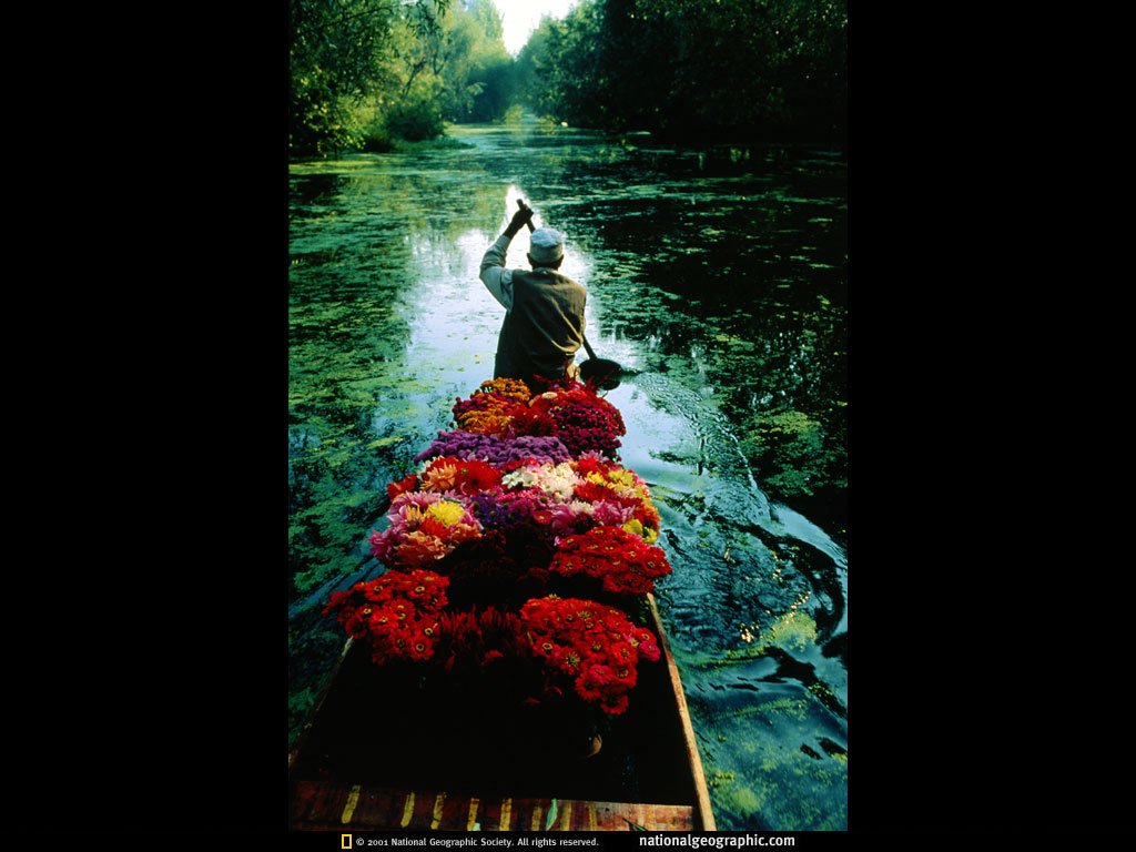 dal-lake-flowers-527145-lw