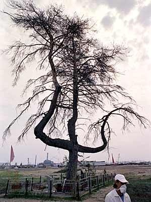 Chernobyl dying tree -- Germans used to hang partisans from its 