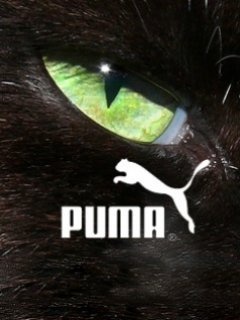 Puma Eye