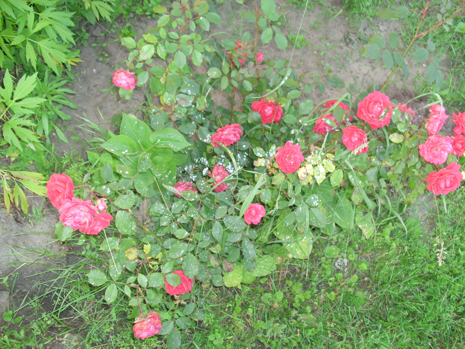 roses