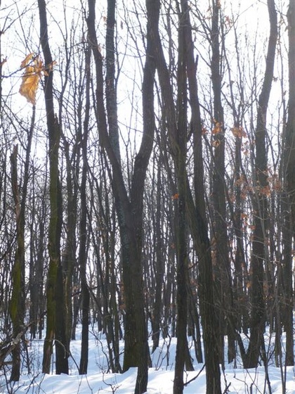 Téli erdő
