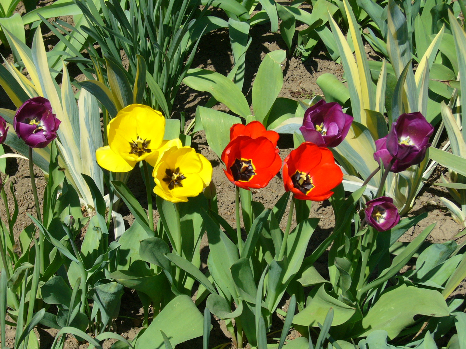 tulipánok (2)