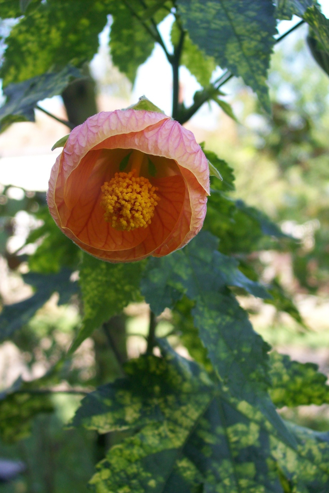 Abutilon striata Thompsonii