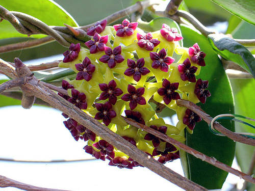 Hoya cinnamomifolia