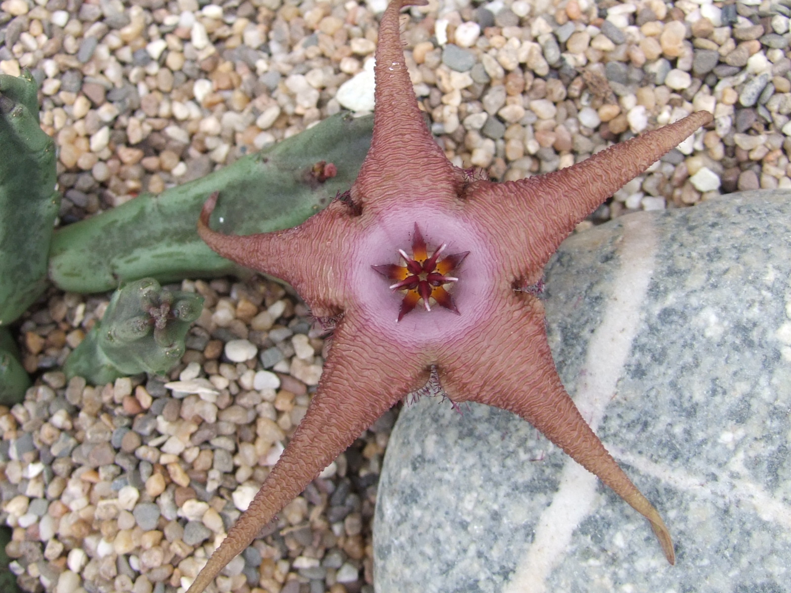 Stapeliagaripensis