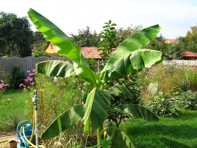 Musa basjoo 2006.10.03