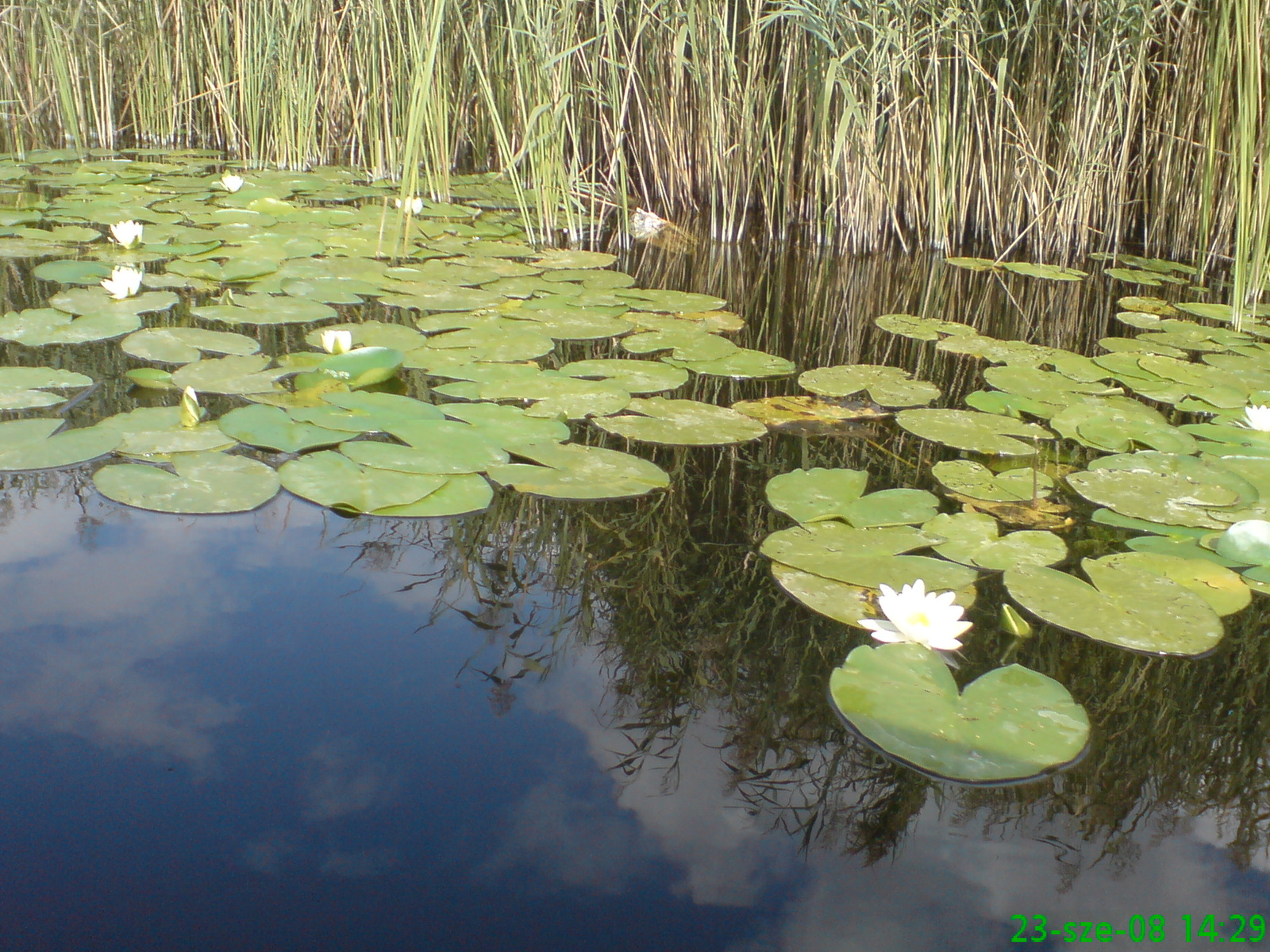 Male Neretva 19