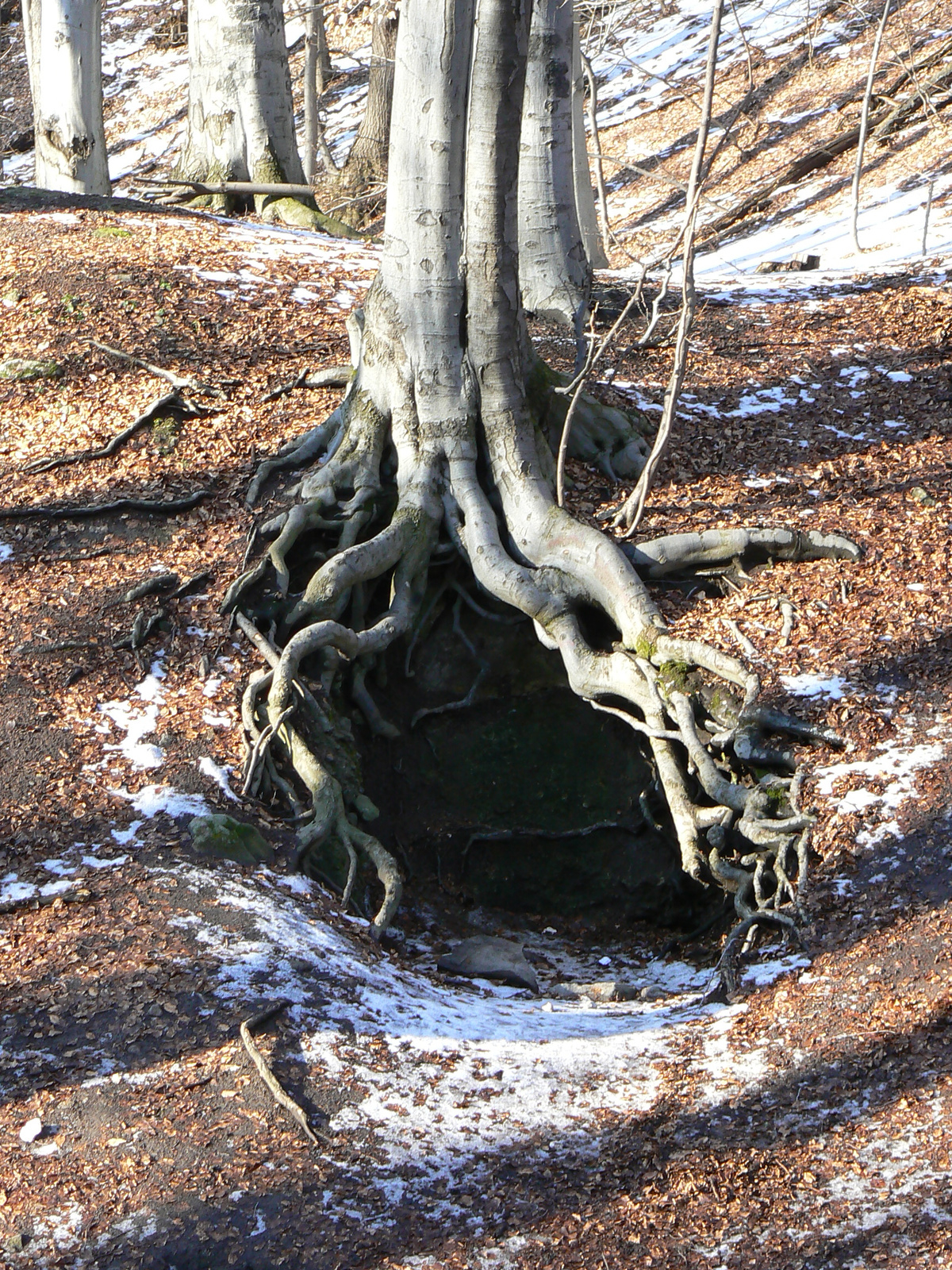 Dobogókő január 021