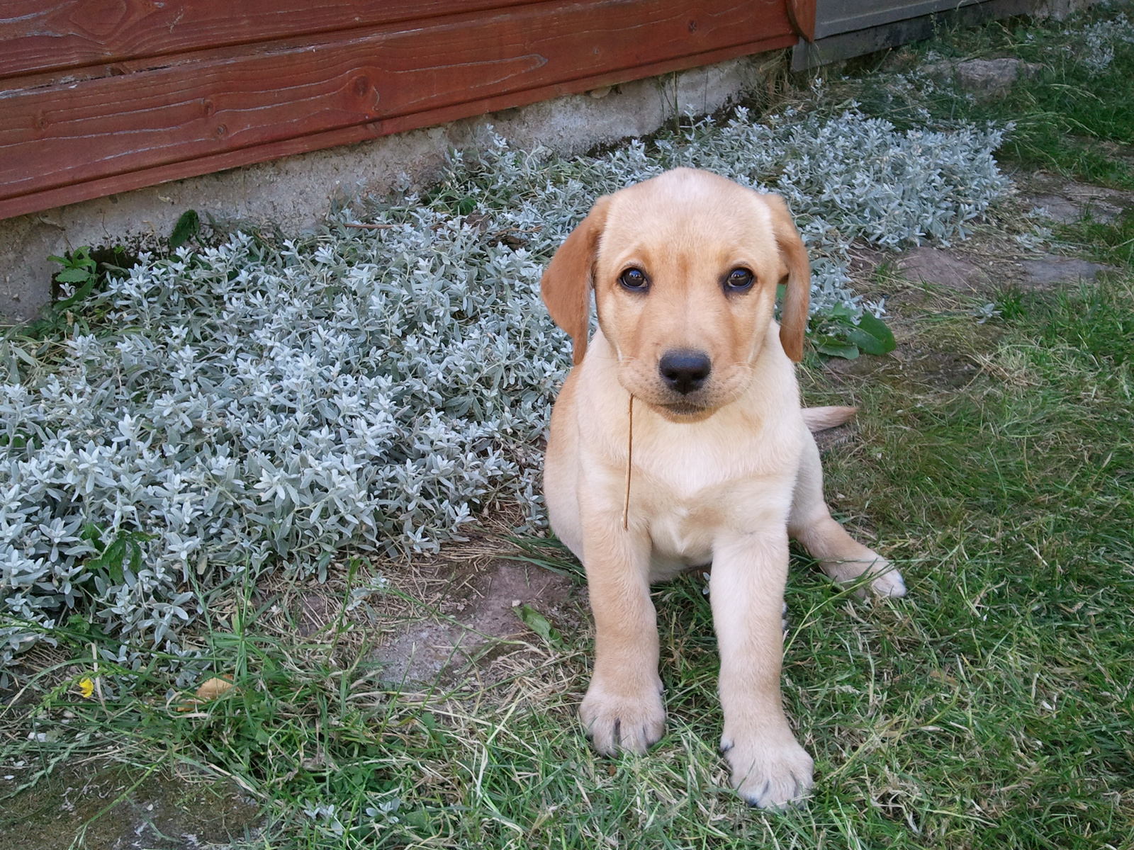 Rocky (Labrador Retriever)