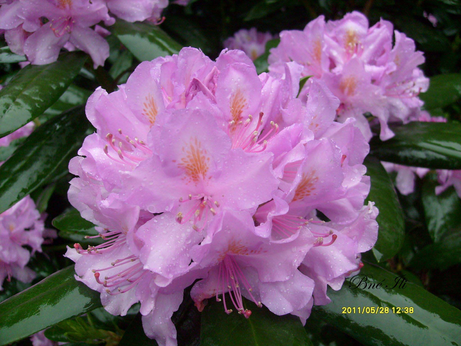 RhododendronJeli Arborétum