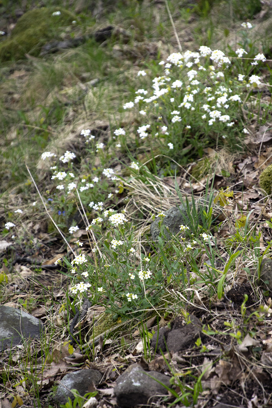 110416 NEX5 Hollókő-Nagybárkány 2474