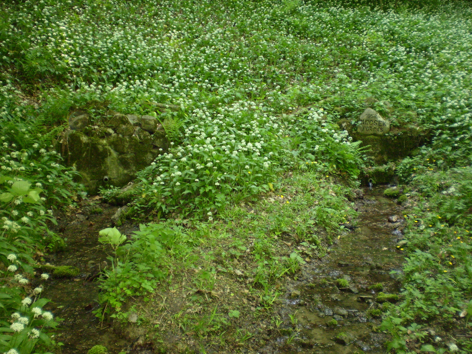 Mecsek forrás 20090425 (5)