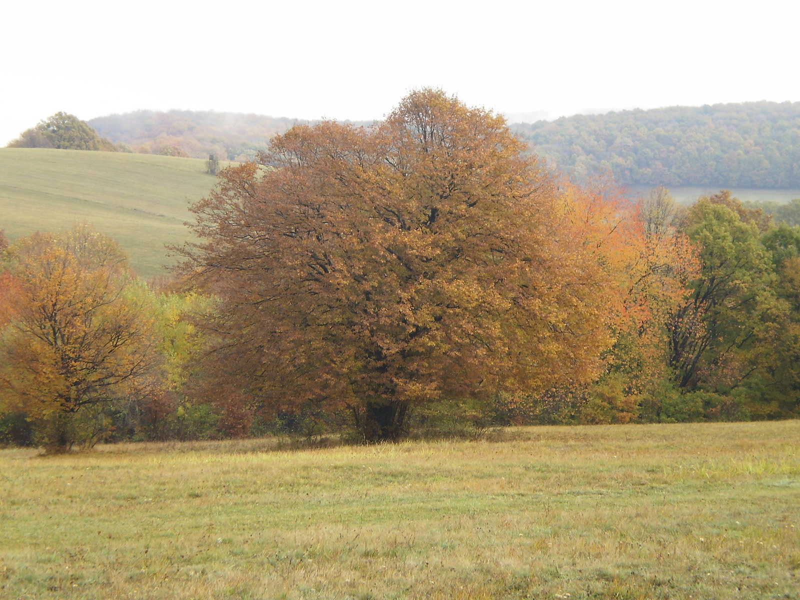 Miske tető