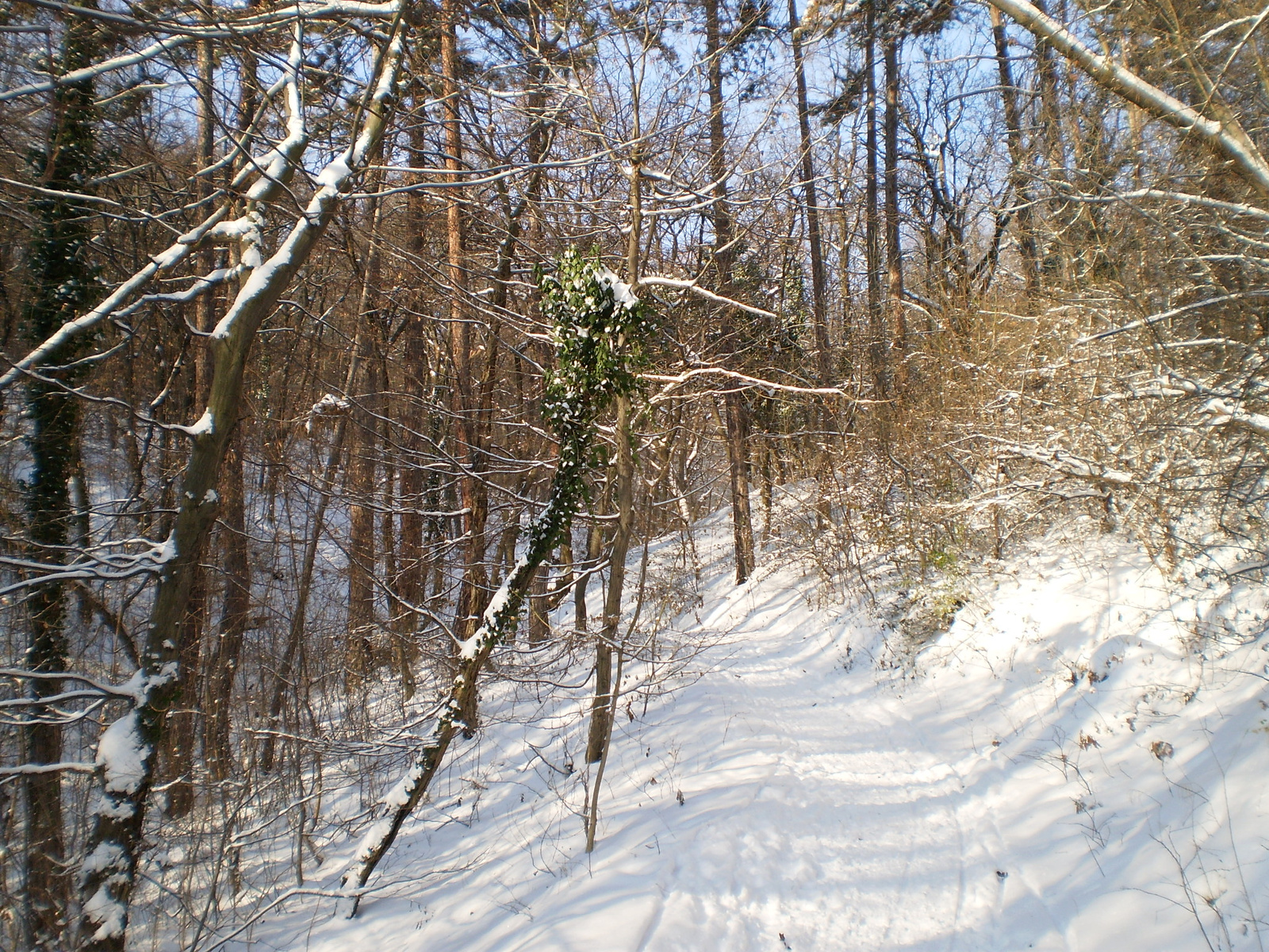 20091220Téli séta a Mecseki parkerdőben 042