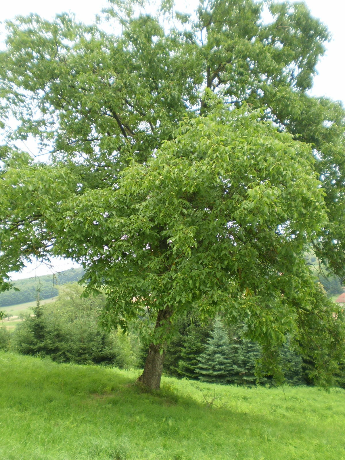 20100626-27 Zalaegerszeg 012