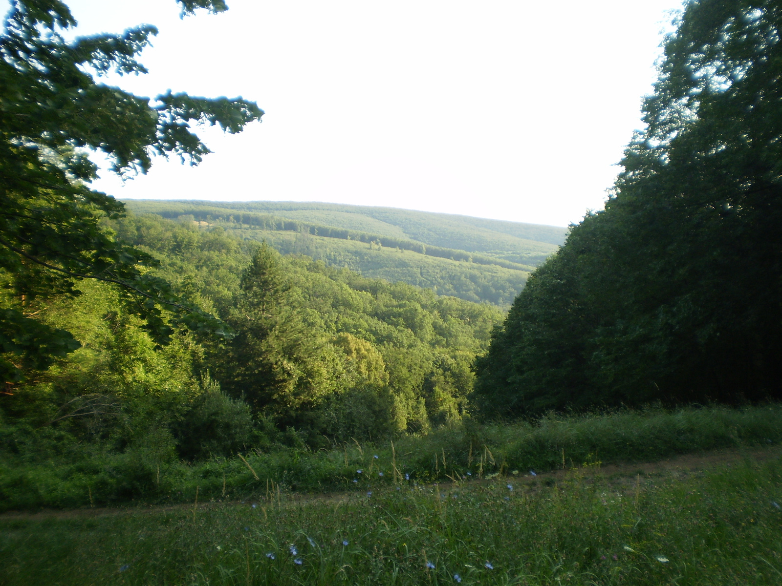 20100814 Mecsek A sípályánál.