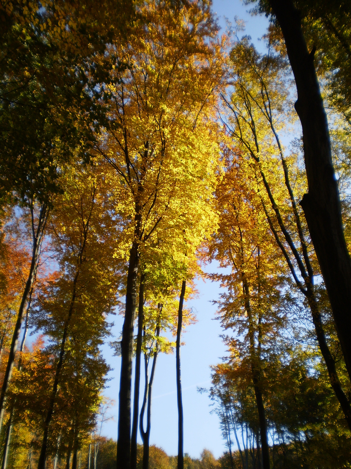 20101023Égervölgy 40Teljesítménytúra 200