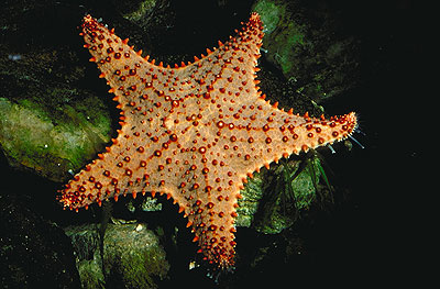 bahama sea star