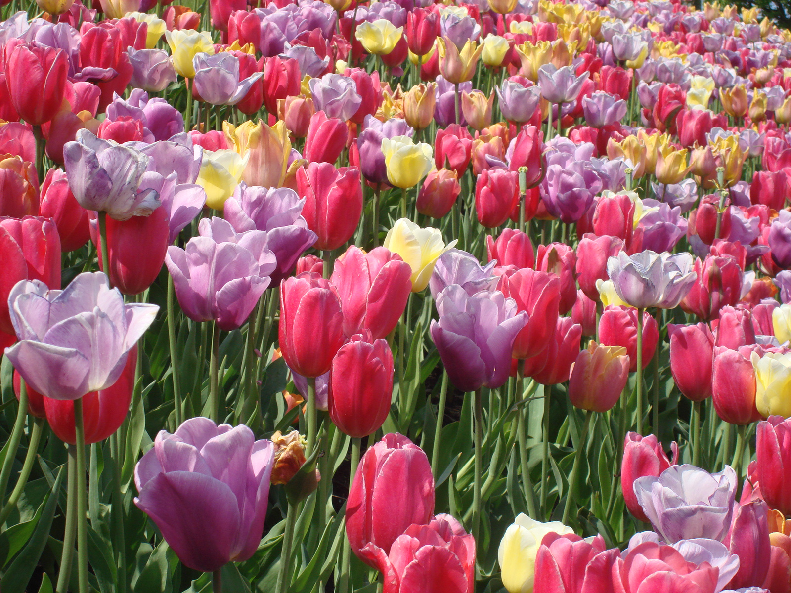 Tulips