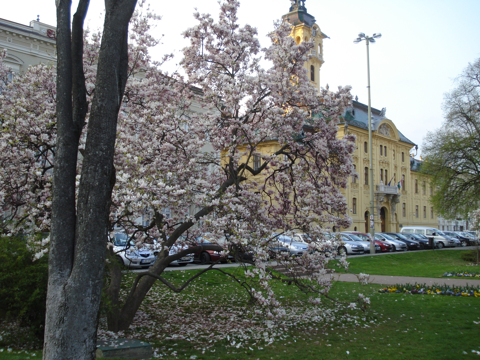 Liliomfa a Széchenyi téren