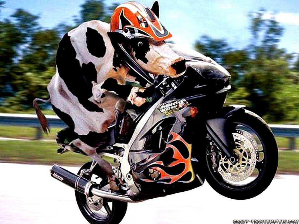 cow-on-motorcycle-funny-animal-wallpapers