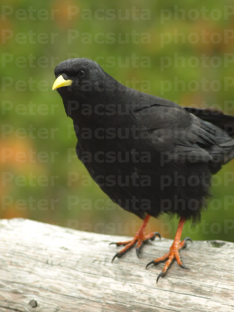 Havasi csóka (Pyrrhocorax graculus)