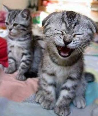 CatLaugh[1]