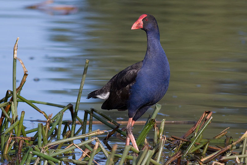 800px-Purple Swamphen - Pukeko